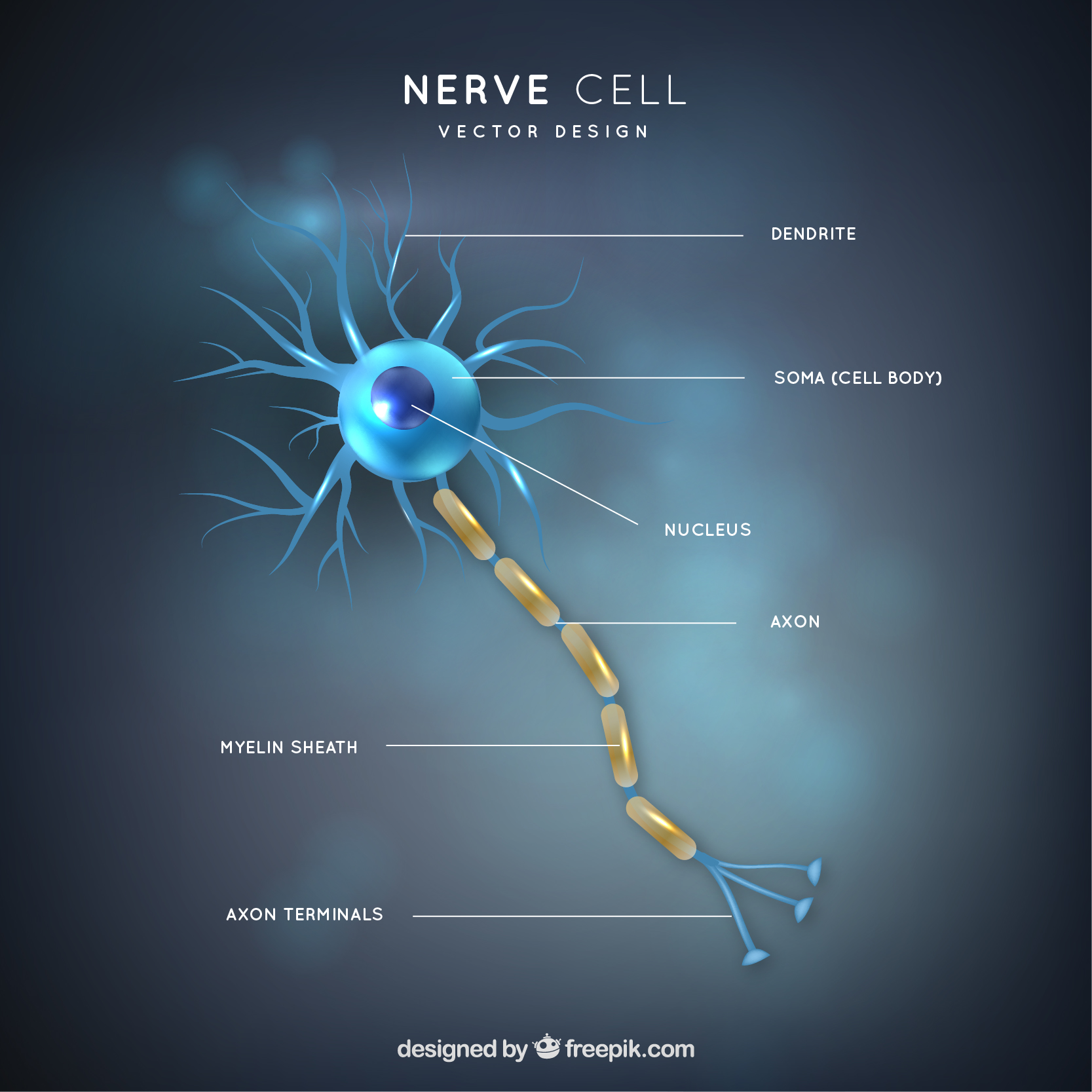 neurona pronaf